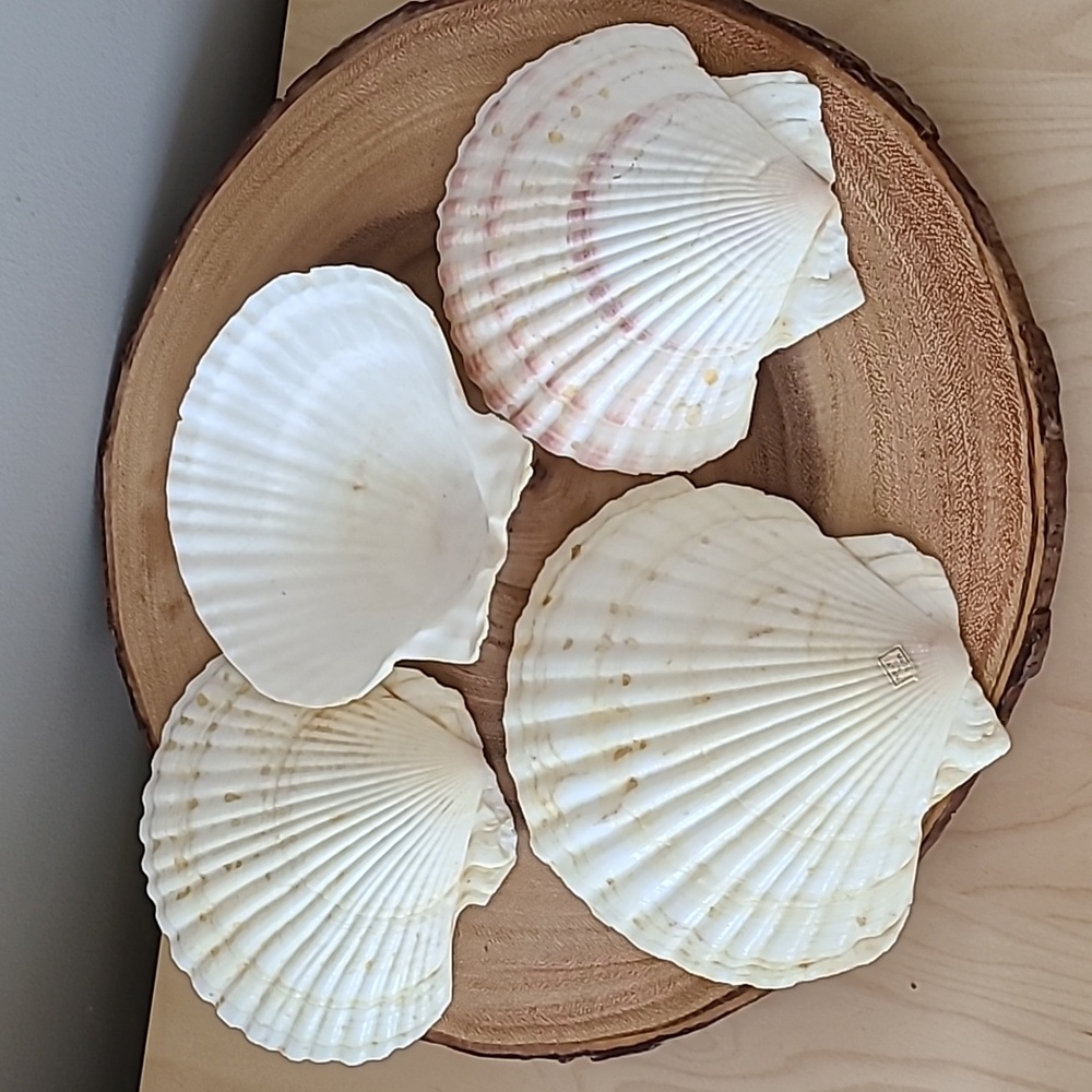 Appetizer vintage shells (set of 4)